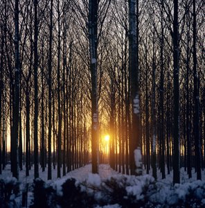 Tramonto invernale tra gli alberi, North Benfleet, Essex